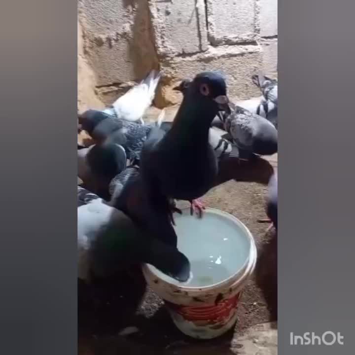 کبوتر|پرنده|صادق آباد, |دیوار