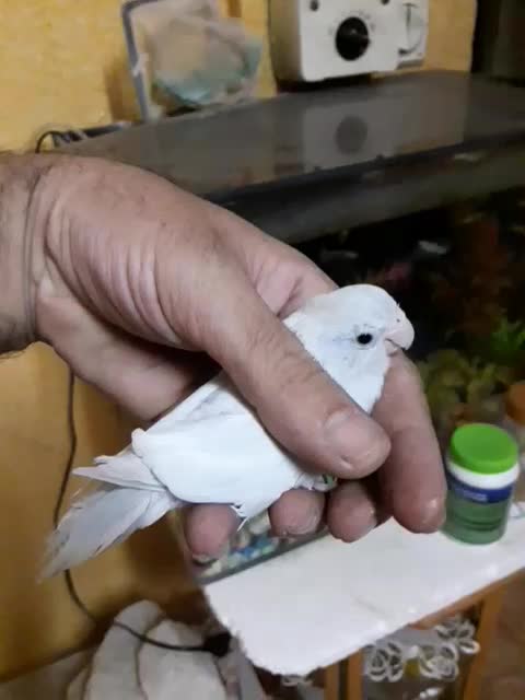 طوطی پروتلت آمریکن وایت(سفید) ماده بالغ وآماده جفت|پرنده|قائمشهر, |دیوار