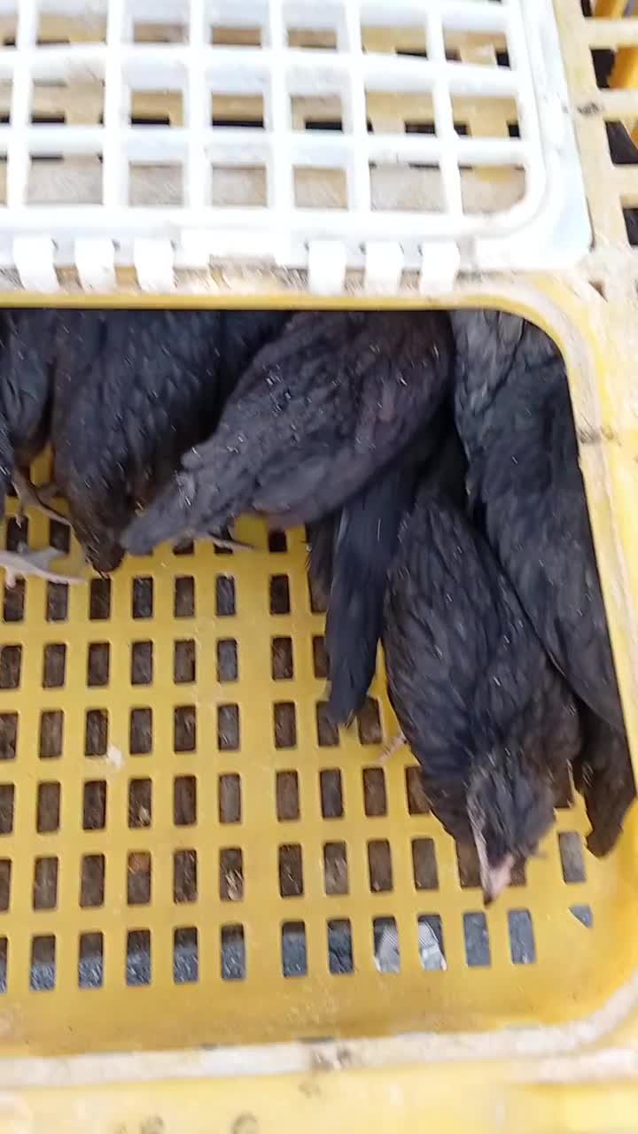 جوجه 3ماهه|حیوانات مزرعه|چرام, |دیوار