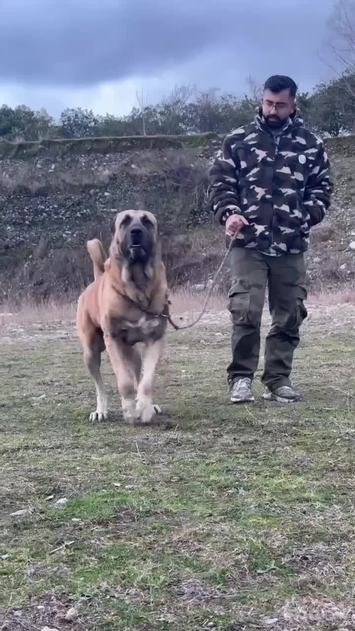 توله سرابی|سگ|میلاجرد, |دیوار