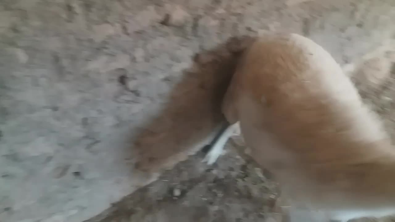 ۴عددبره ماده|حیوانات مزرعه|قائن, |دیوار