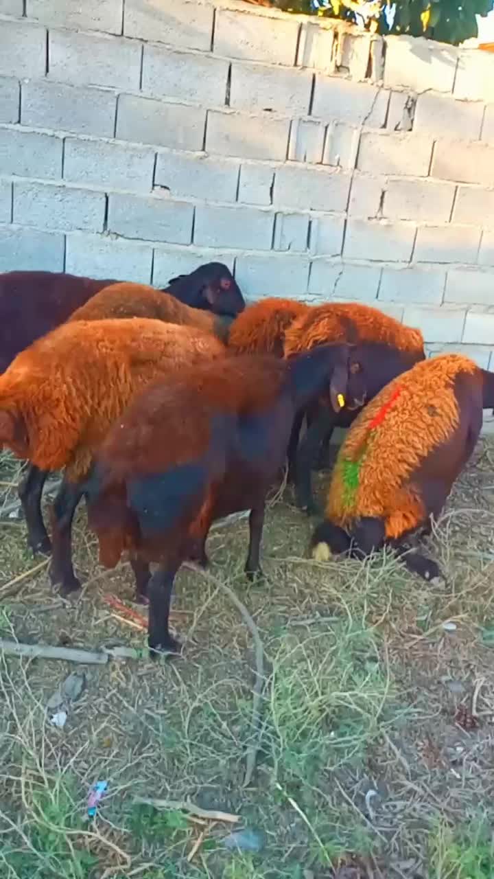 گوسفندجنس افشاری ابستن|حیوانات مزرعه|گنبد کاووس, |دیوار