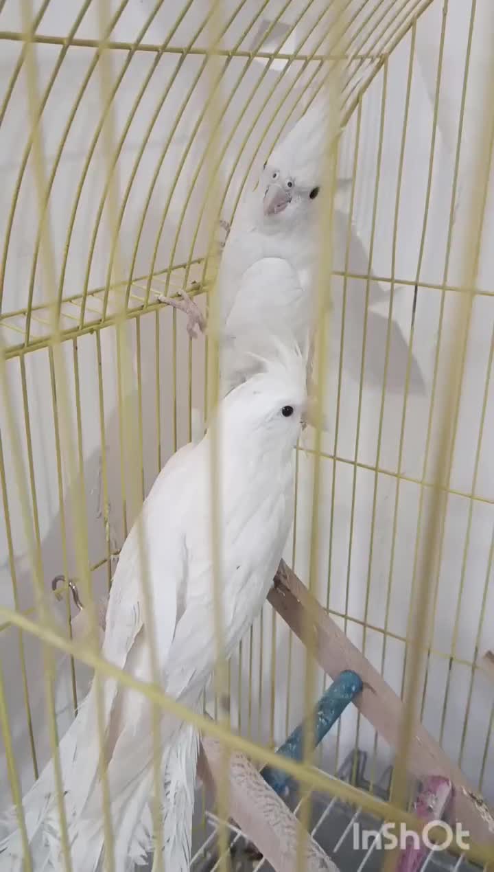 طوطی آلبینو|پرنده|بم, |دیوار