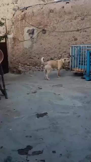 سگ سرابی|سگ|مهربان, |دیوار