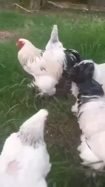 تخم برهما  اصل|حیوانات مزرعه|رشت, شهرک آیت الله منتظری|دیوار