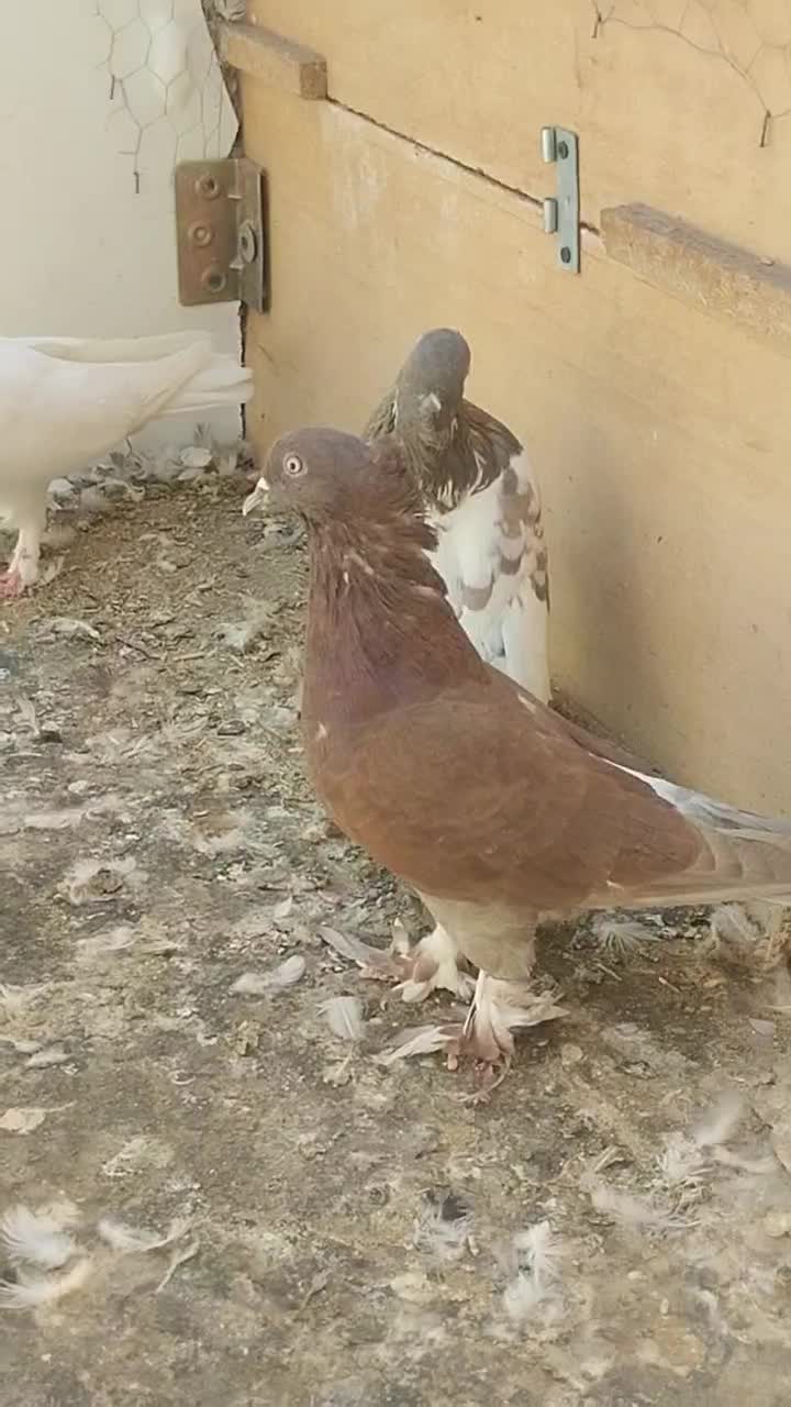 کبوترتزینی|پرنده|قم, مجیدیه|دیوار