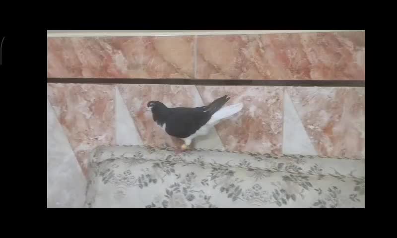 کبوتر سیدی|پرنده|شوشتر, |دیوار