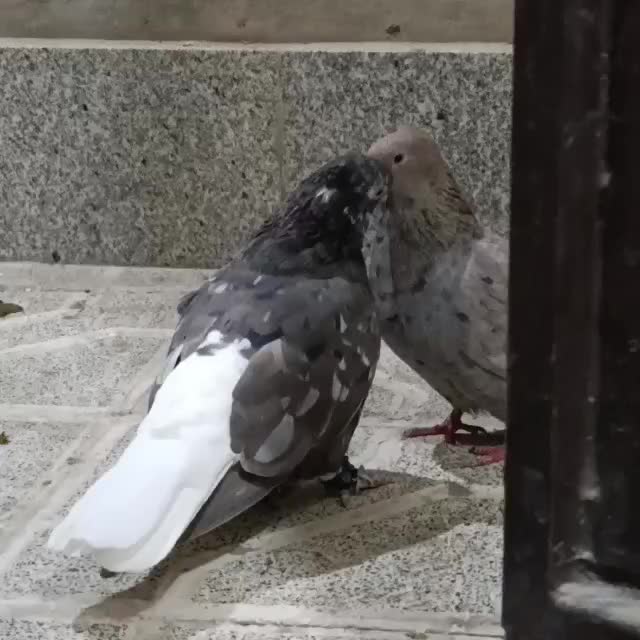 کبوتر هفترنگ دم سفید جفت|پرنده|مشهد, انقلاب|دیوار