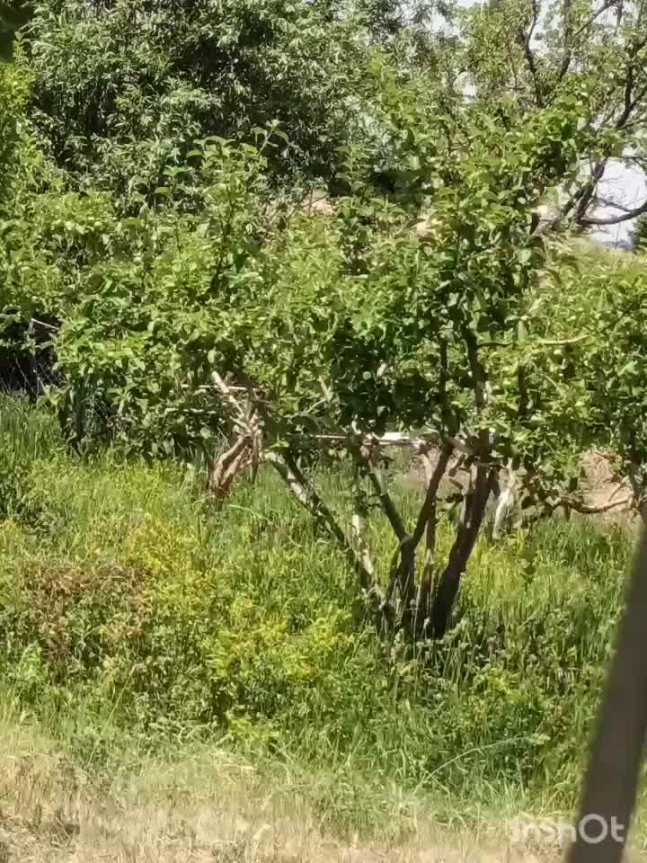 ۱۴۰۰ متر باغ مثمر ۱۲ ساله در آونلیق|فروش زمین و ملک کلنگی|کندوان, |دیوار