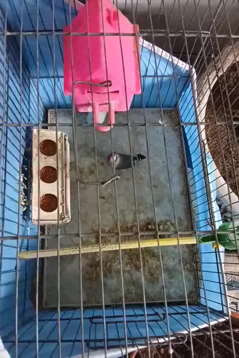 فنج|پرنده|باغ بهادران, |دیوار