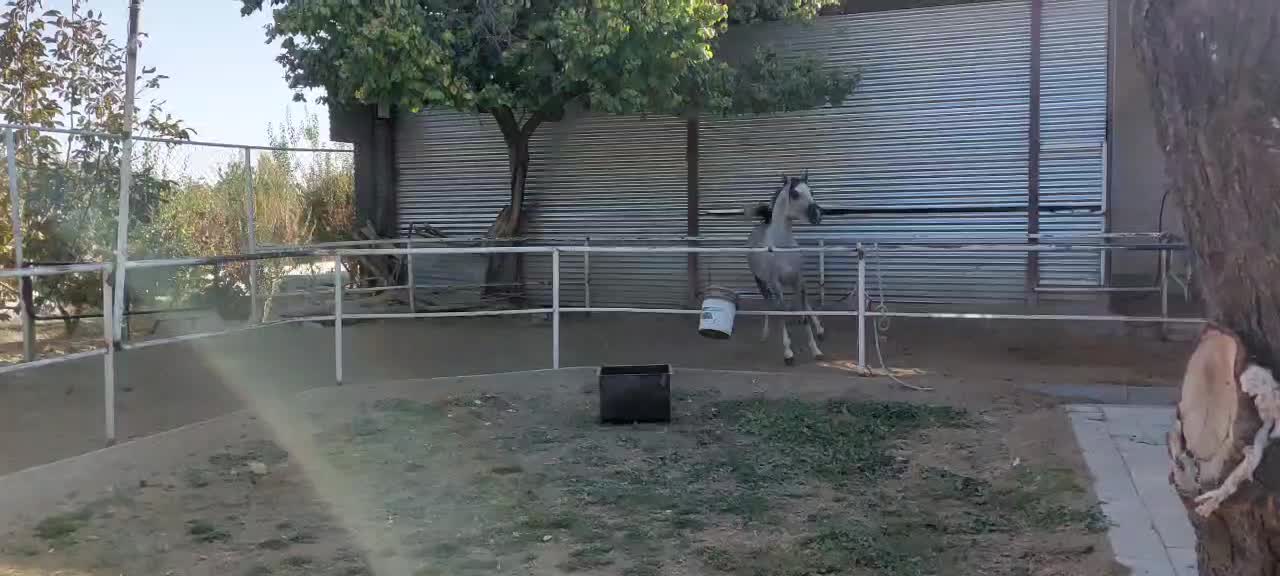 اسب عرب وارداتی،|اسب و تجهیزات اسب‌سواری|گلپایگان, |دیوار