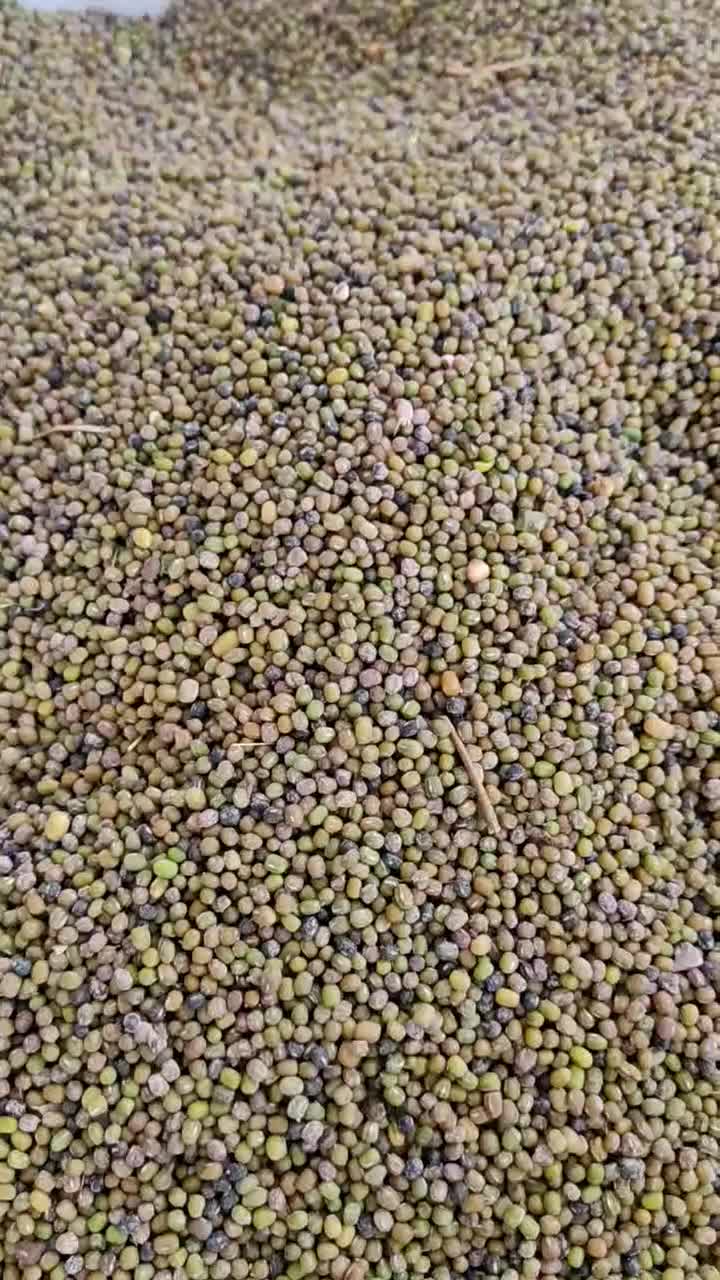 فروش ماش کوردئ|خوردنی و آشامیدنی|جوانرود, |دیوار