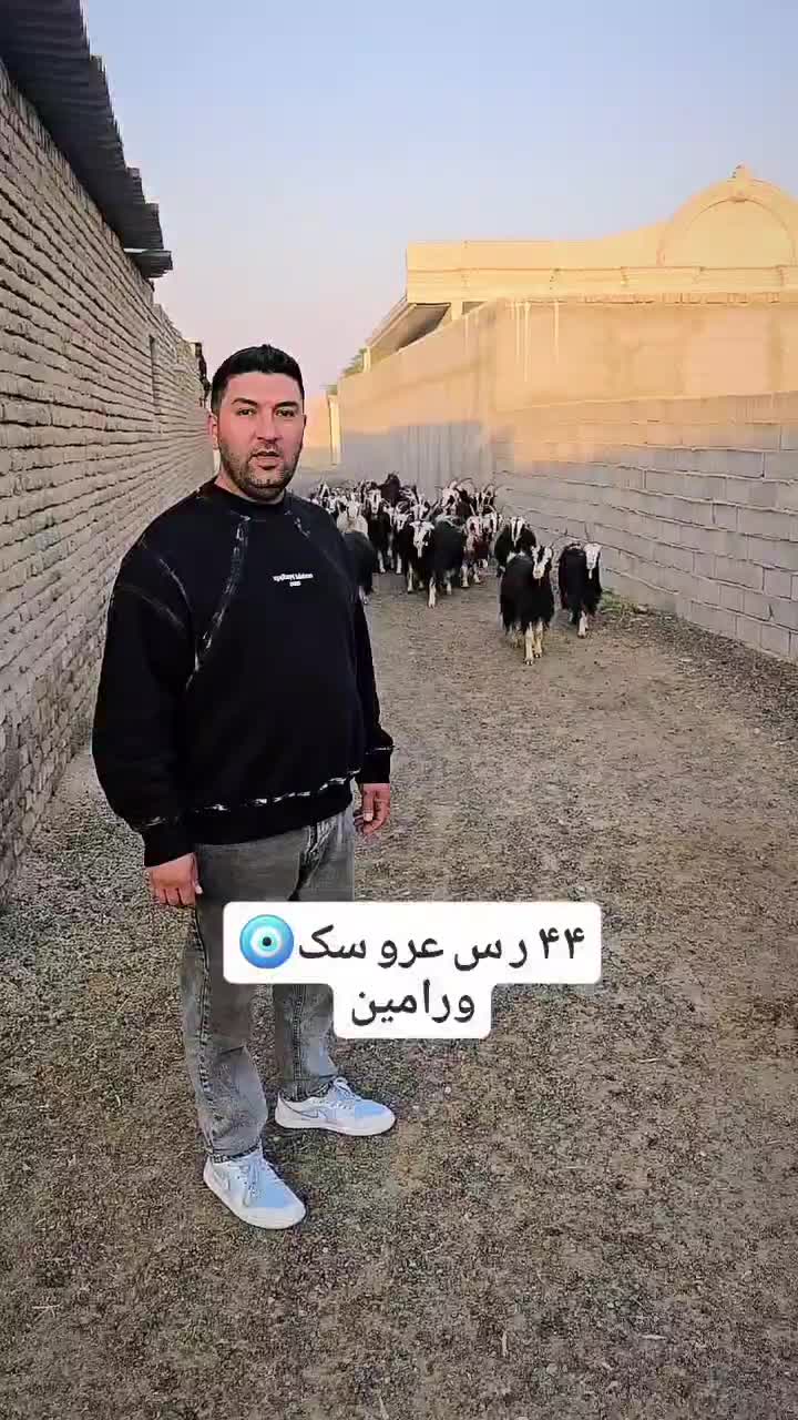 ۴۶راس بز خلج داشتی ۱۰تا زایده بقیش ابستن سنگین|حیوانات مزرعه|پیشوا, |دیوار