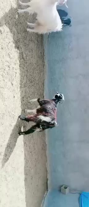 فروش 6راس بز بدون کره .ابستن رو مایه|حیوانات مزرعه|رحمت‌آباد, |دیوار