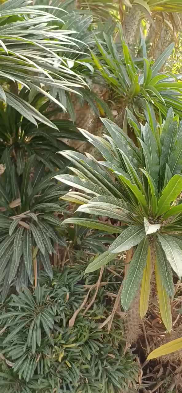 گل کاکتوس نخل ماداگاسکار|گل و گیاه طبیعی|بیستون, |دیوار