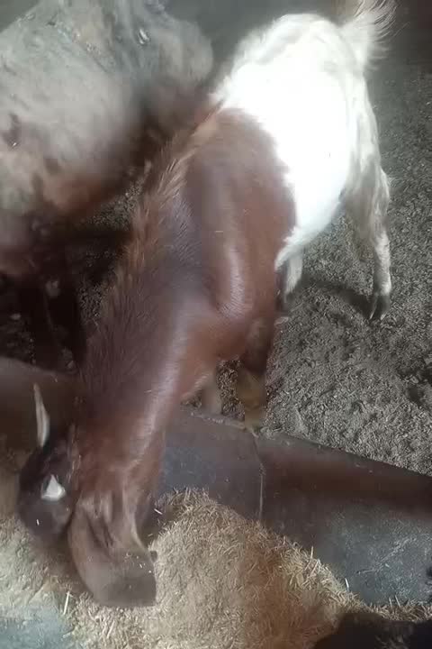 دو عدد بزغاله چاق|حیوانات مزرعه|گنبد کاووس, |دیوار