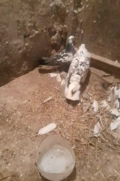 پرشی|پرنده|لیلان, |دیوار