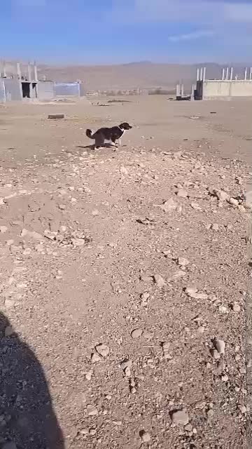 باد|سگ|لردگان, |دیوار