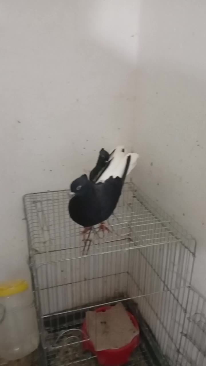 پرنده|پرنده|خرم‌آباد, |دیوار