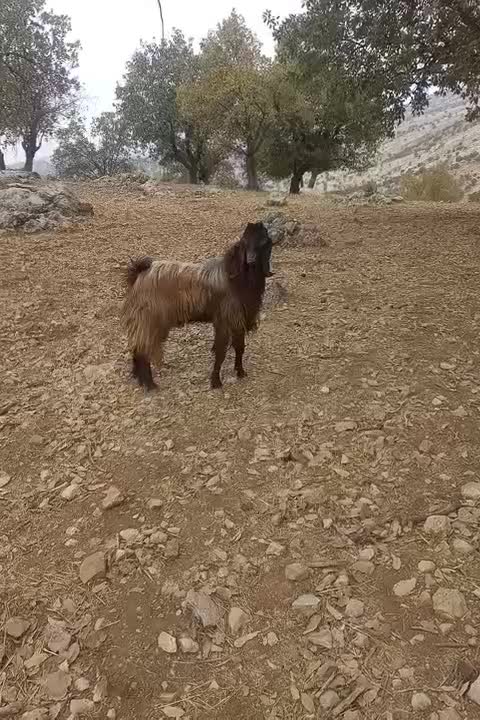 چپوش پازنی نژدی|حیوانات مزرعه|چاروسا, |دیوار