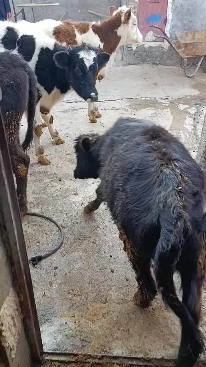 گوساله بومی چاق درجه یک استخوان ریز|حیوانات مزرعه|الشتر, |دیوار