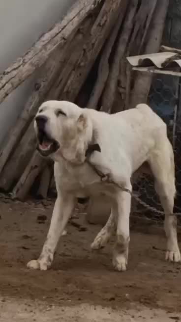 سگ آلابای. خراسانی|سگ|تهران, جوادیه|دیوار