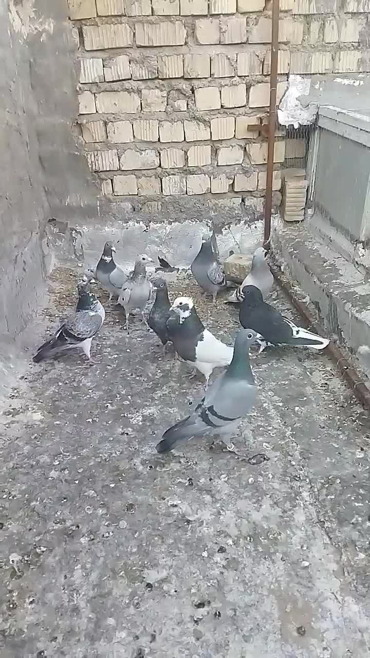 پرنده|حراج|فسا, |دیوار