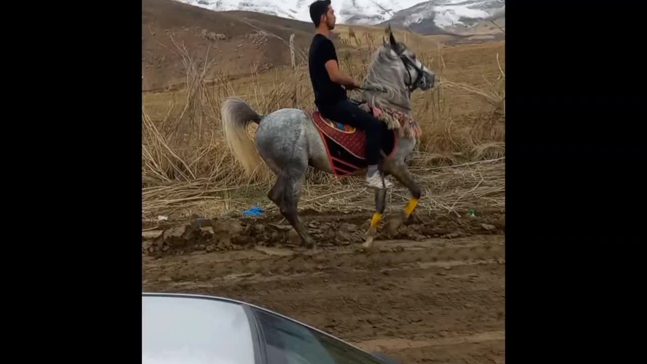 اسب|اسب و تجهیزات اسبسواری|دینور, |دیوار