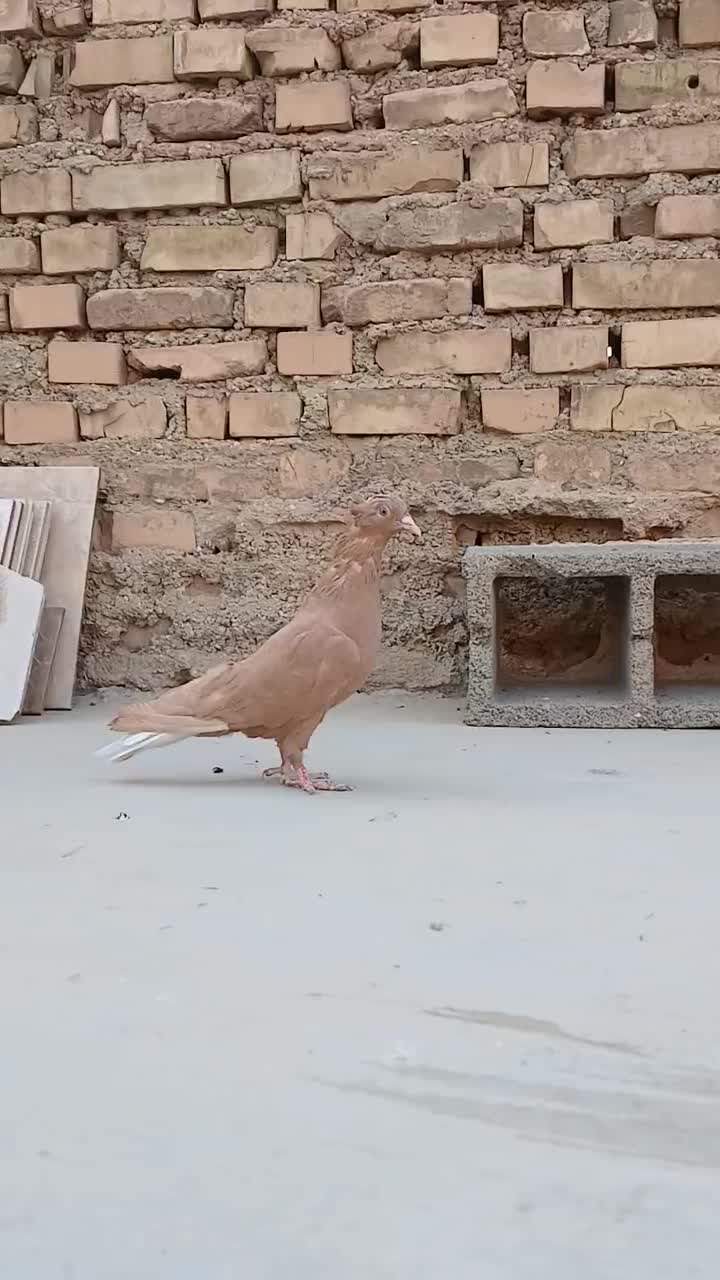 زرد دم سفید|پرنده|بهبهان, |دیوار