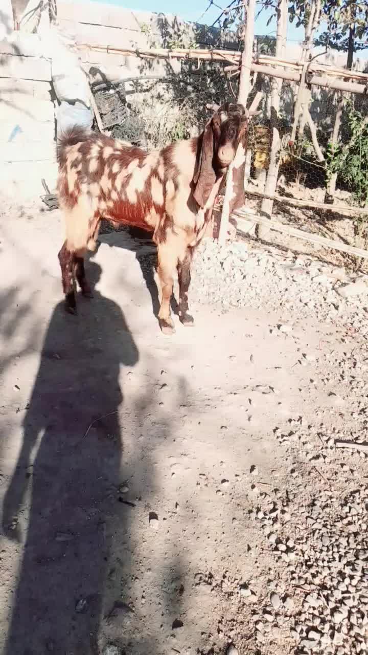 یک جفت نر بز خیلی عالی معاوضه با گوسفند هم داریم|حیوانات مزرعه|گنبد کاووس, |دیوار