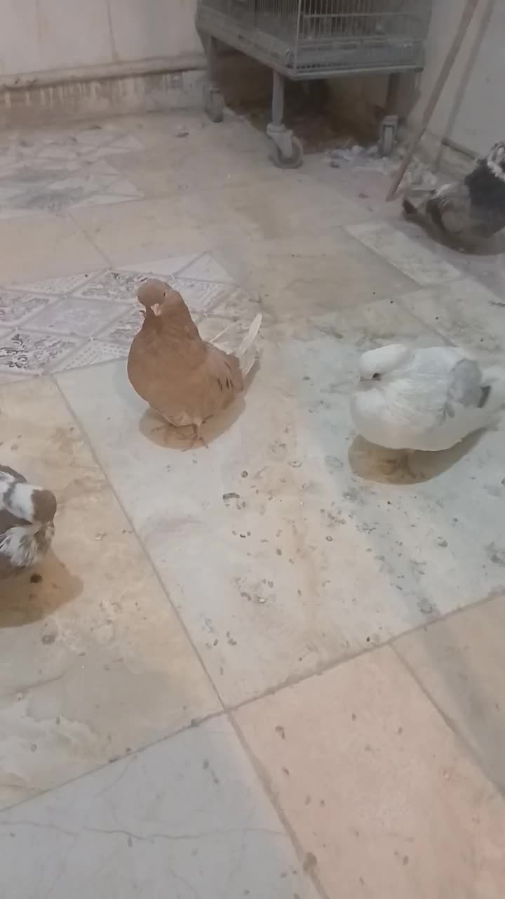 کبوتر نوک قنار نوک ریز|پرنده|احمدآبادمستوفی, |دیوار