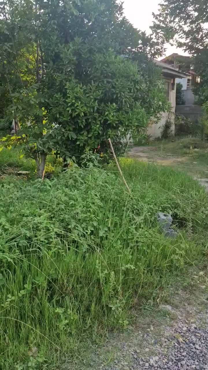 ۵۰۰مترزمین مسکونی/برای ساخت ویلا/اشمان کماچال|فروش زمین و ملک کلنگی|آستانه اشرفیه, |دیوار