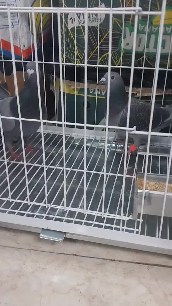 یک جفت پلاکی اصل خون پاک|پرنده|تهران, مسعودیه|دیوار