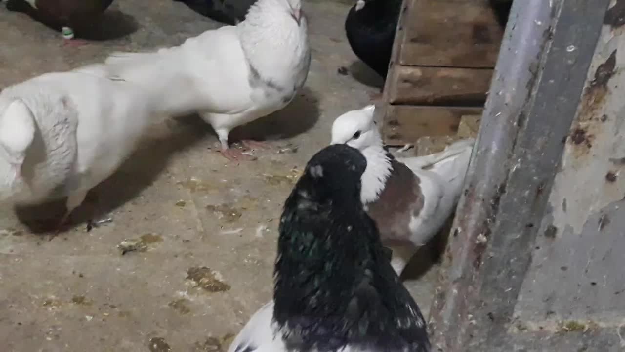 طوقی|پرنده|مسجد سلیمان, |دیوار