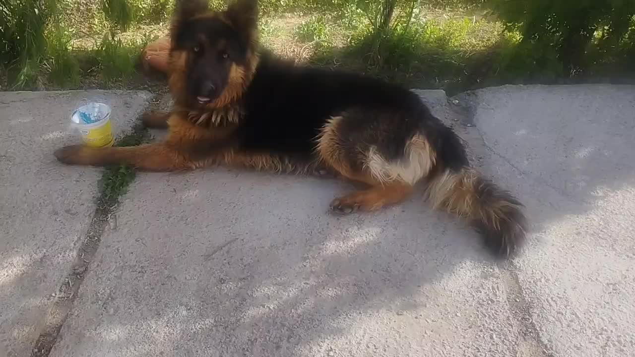 ژرمن شپرد ماده اصیل|سگ|صوفیان, |دیوار