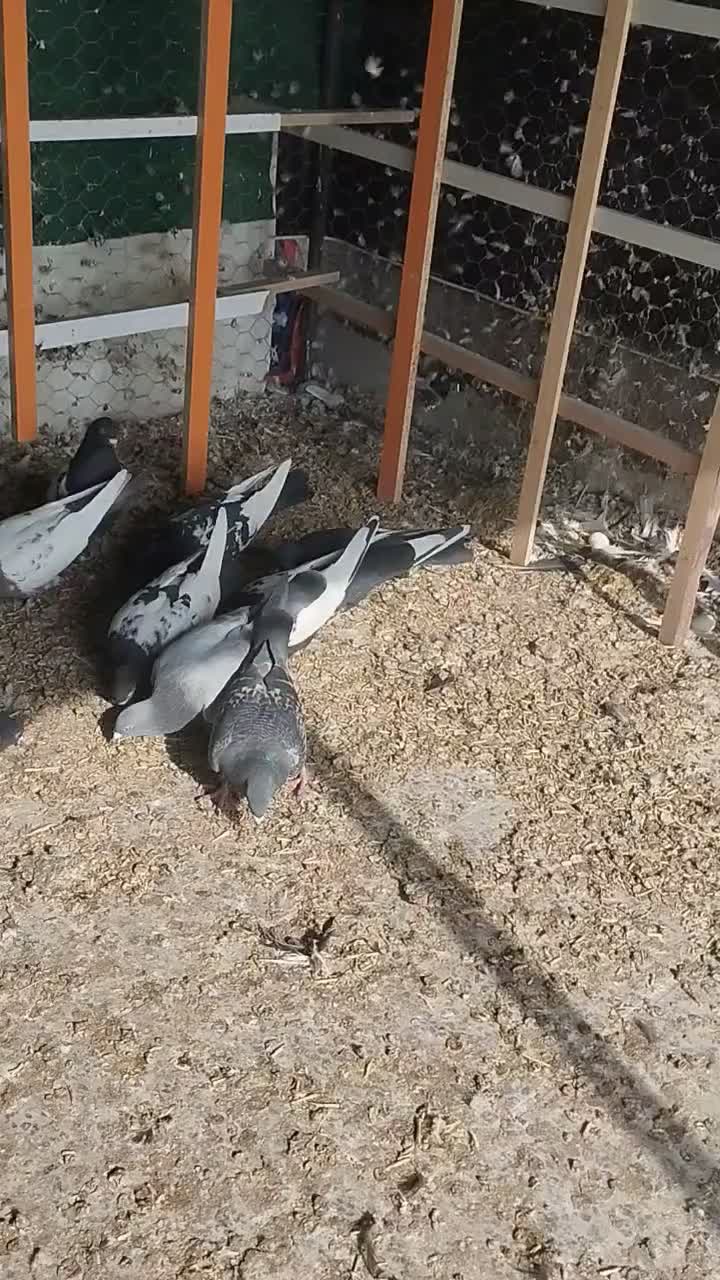 کفتر رنگی و دروگ|پرنده|لنجان, |دیوار