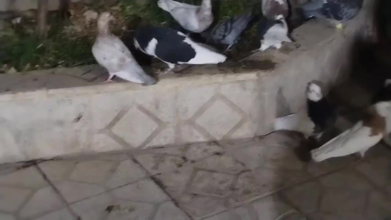 کفتر|پرنده|اسفراین, |دیوار