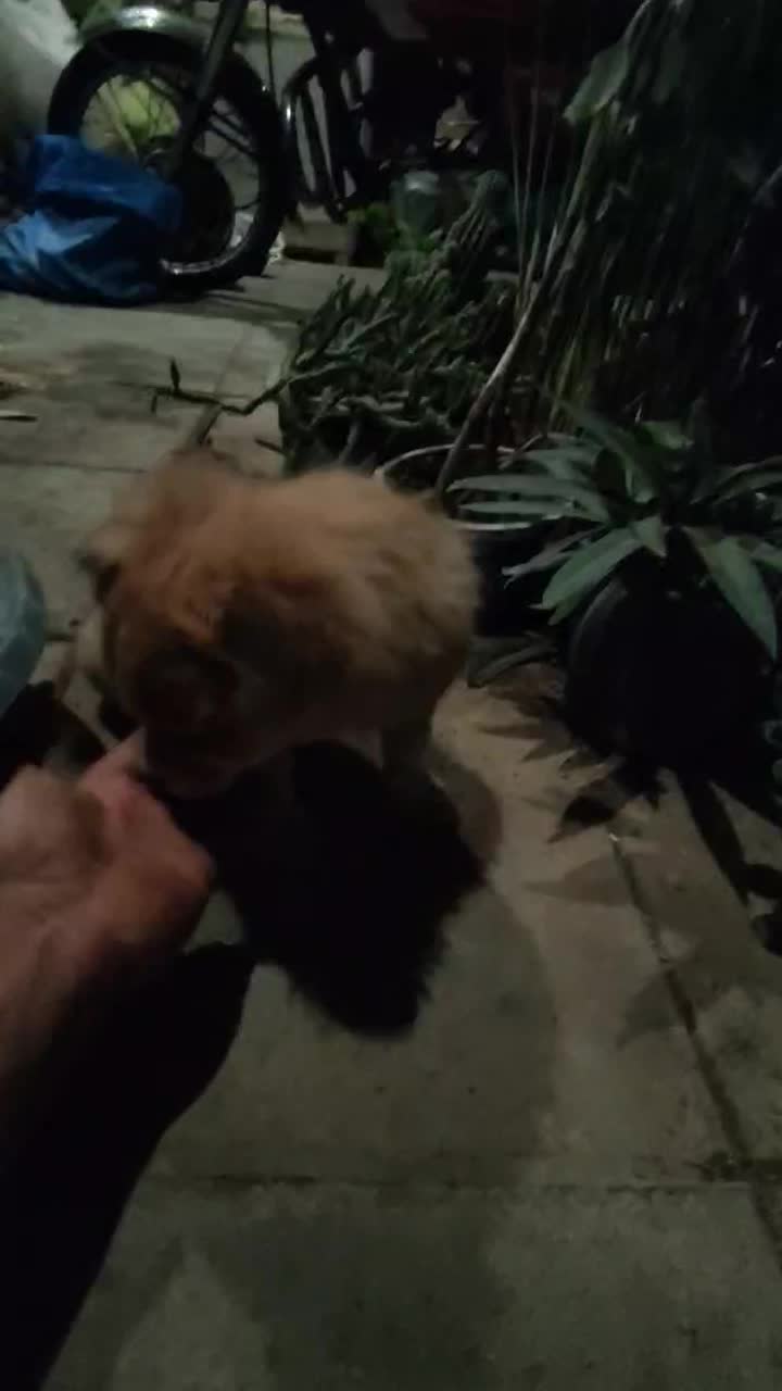 فروش اشپیتس ماده 4ماهه کاراملی شناسنامه دار|سگ|کاشمر, |دیوار