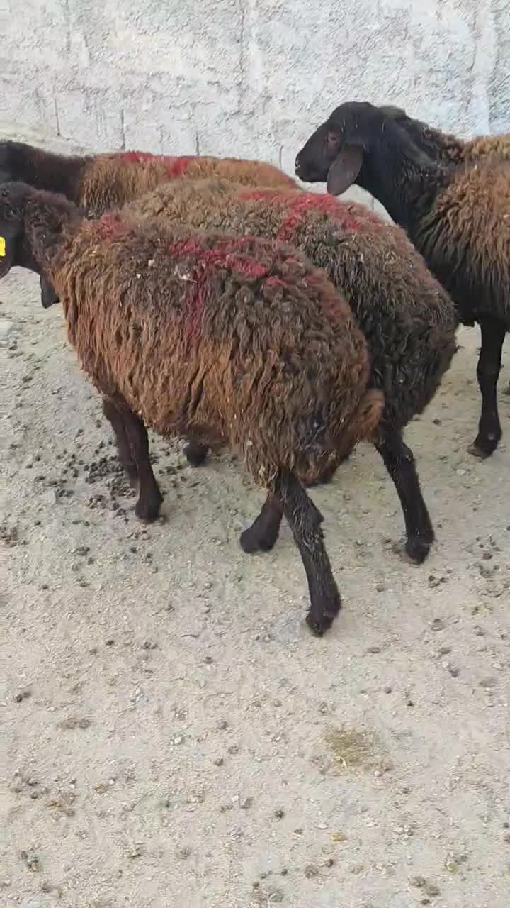 بره ماده قزل افشاری|حیوانات مزرعه|محمدیه-قزوین, |دیوار