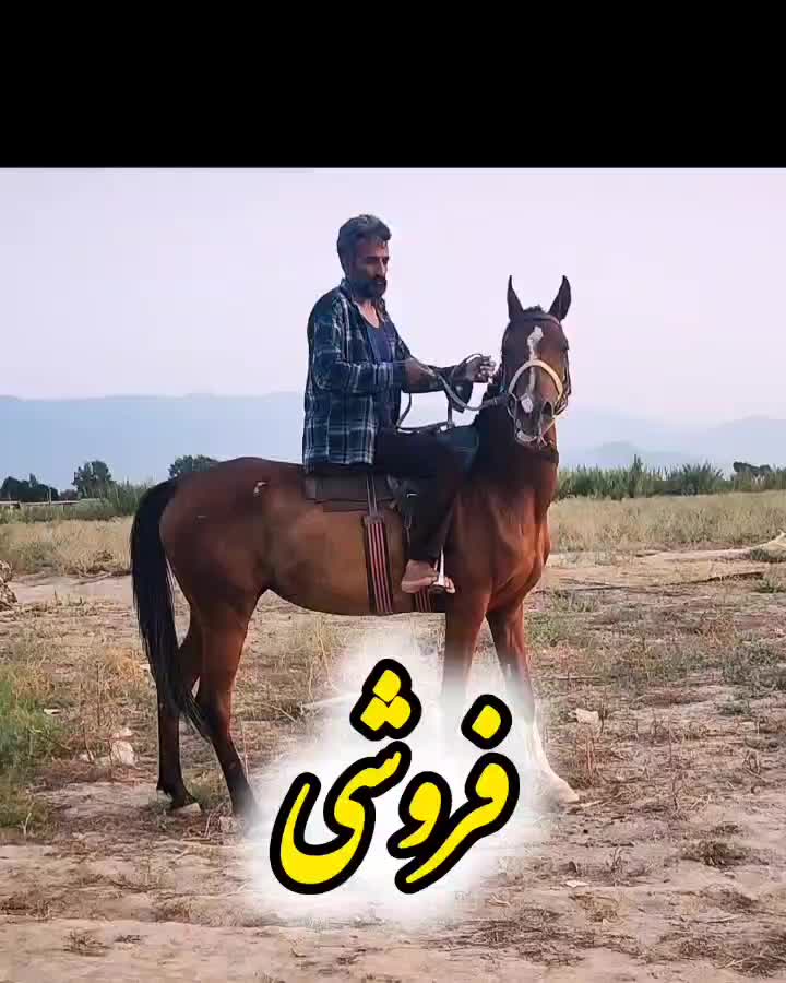 مادیان دره‌شوری|اسب و تجهیزات اسب‌سواری|گنبد کاووس, |دیوار