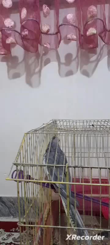 عروس هلندی سخنگو|پرنده|قم, شهرک امام حسین|دیوار