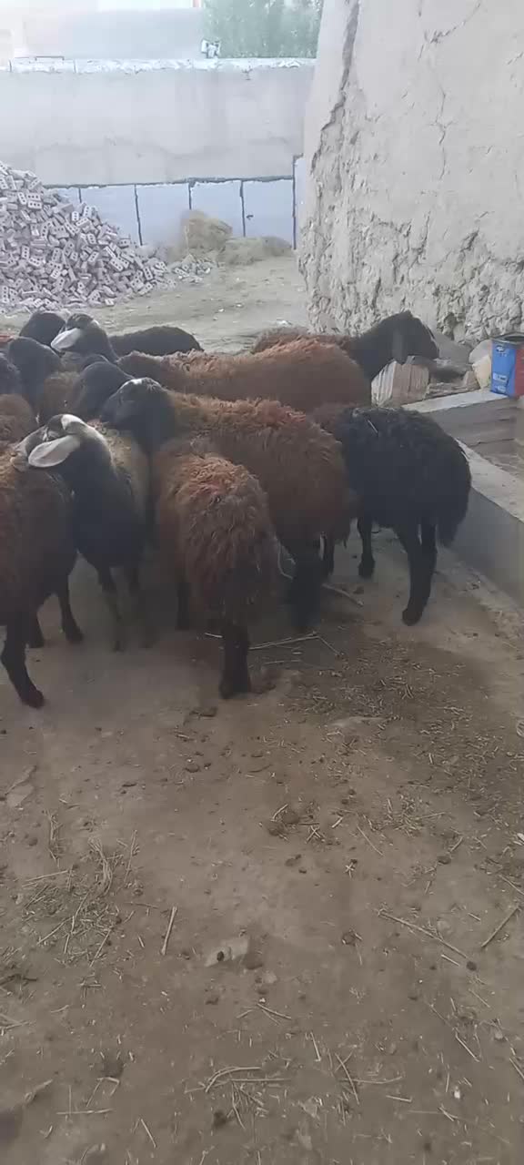 ۱۴راس بره ماده دمازلیخ|حیوانات مزرعه|کشاورز, |دیوار