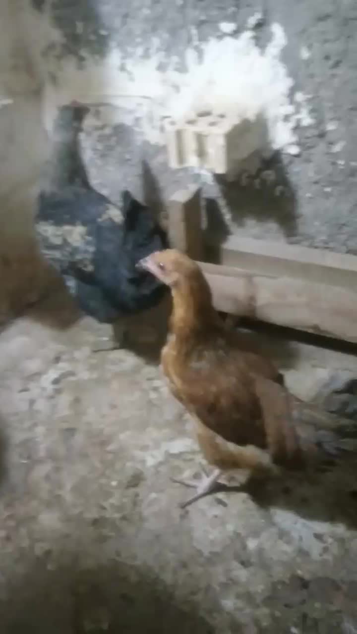 ۱عدد جوجه مرغ ۳ماهه ۱عدد خروس ۵ماهه سیاه|حیوانات مزرعه|مشهد, سجادیه|دیوار