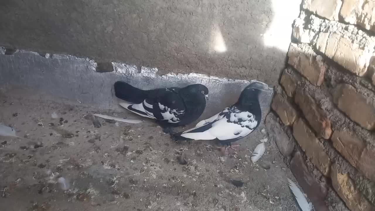 کبوتر|حراج|قائن, |دیوار