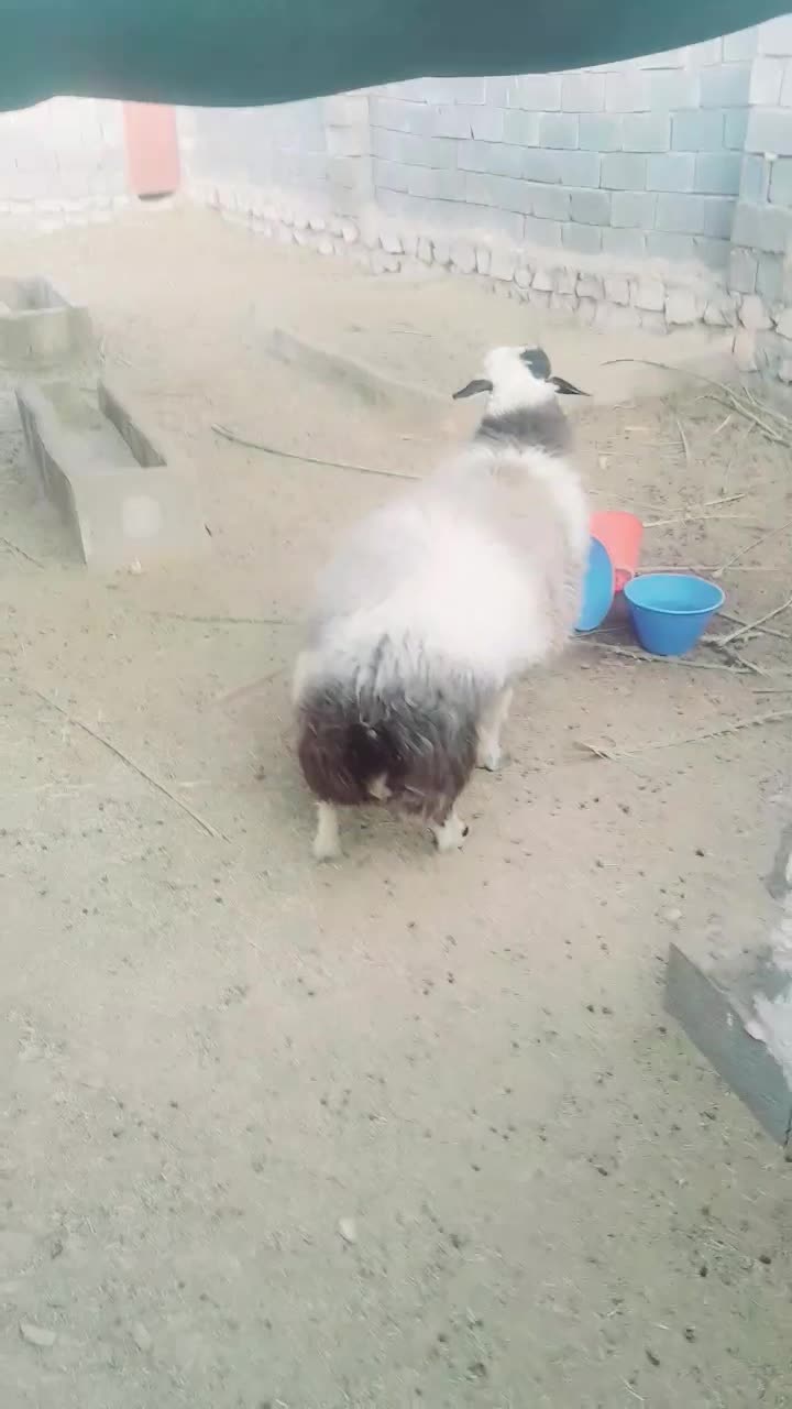 غوچ هترو با ژن دوقلو زایی|حیوانات مزرعه|بستک, |دیوار