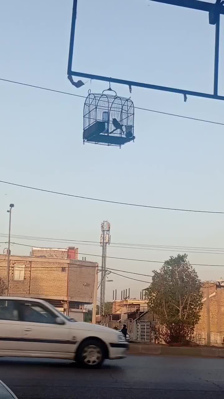 سهره|پرنده|اندیمشک, |دیوار