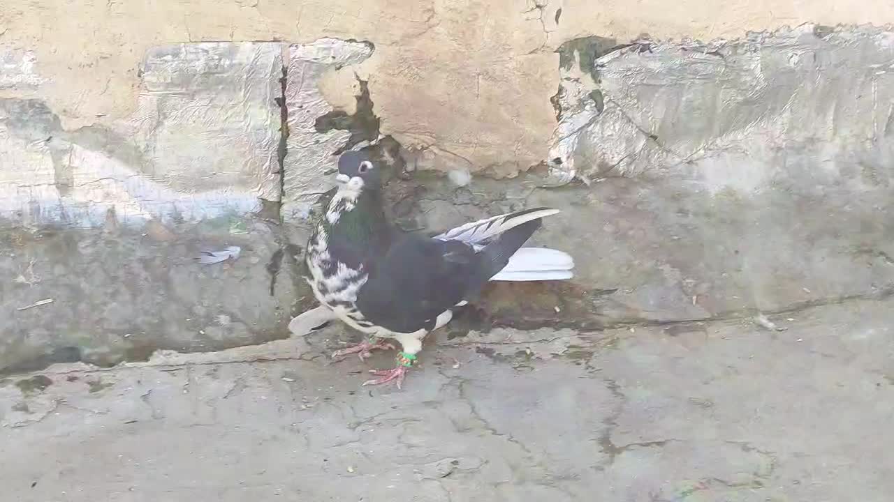 کبوتر چپ افشون|پرنده|لنجان, |دیوار