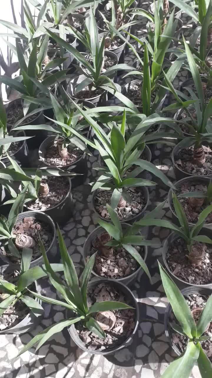 گل یوکا|گل و گیاه طبیعی|رشت, سیا اسطلخ|دیوار