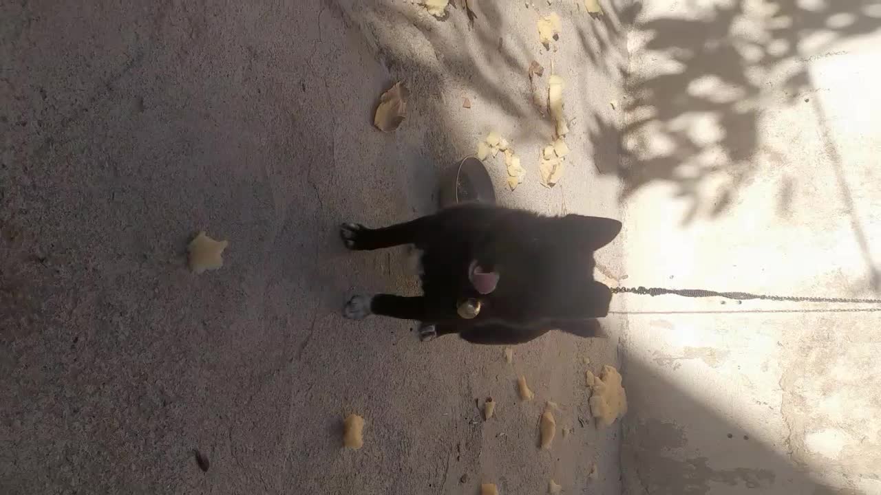 سگ آپارتمانی کوچک ریز|سگ|اهر, |دیوار