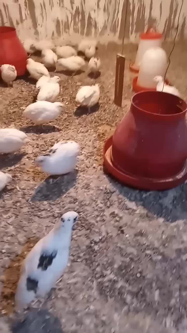 فروش بلدرچین|حیوانات مزرعه|تیمور آباد, |دیوار